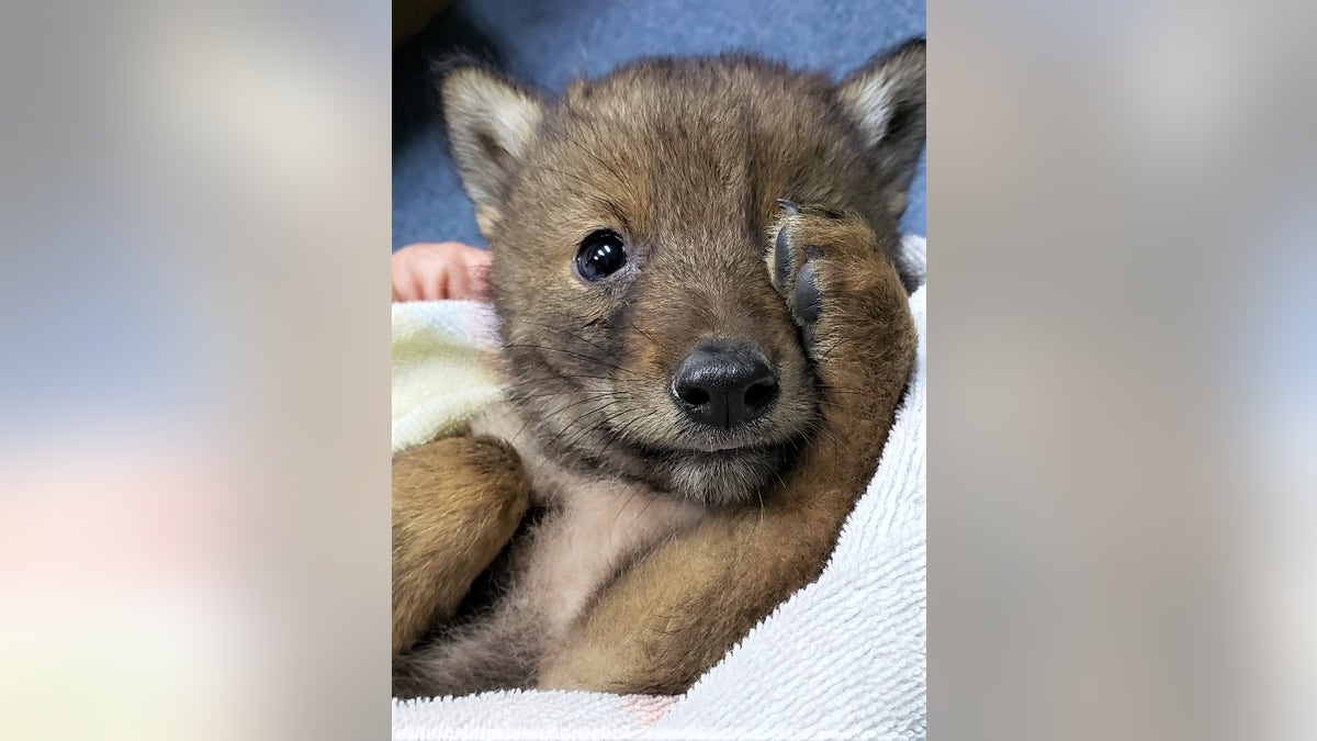 Officials said that the pup was spotted on the edge of a busy parkway and the mother was nowhere to be found.