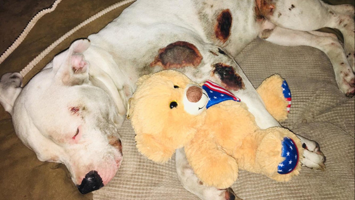 A pit bull named Ollie was injured after being dragged behind a pick up truck, police said.