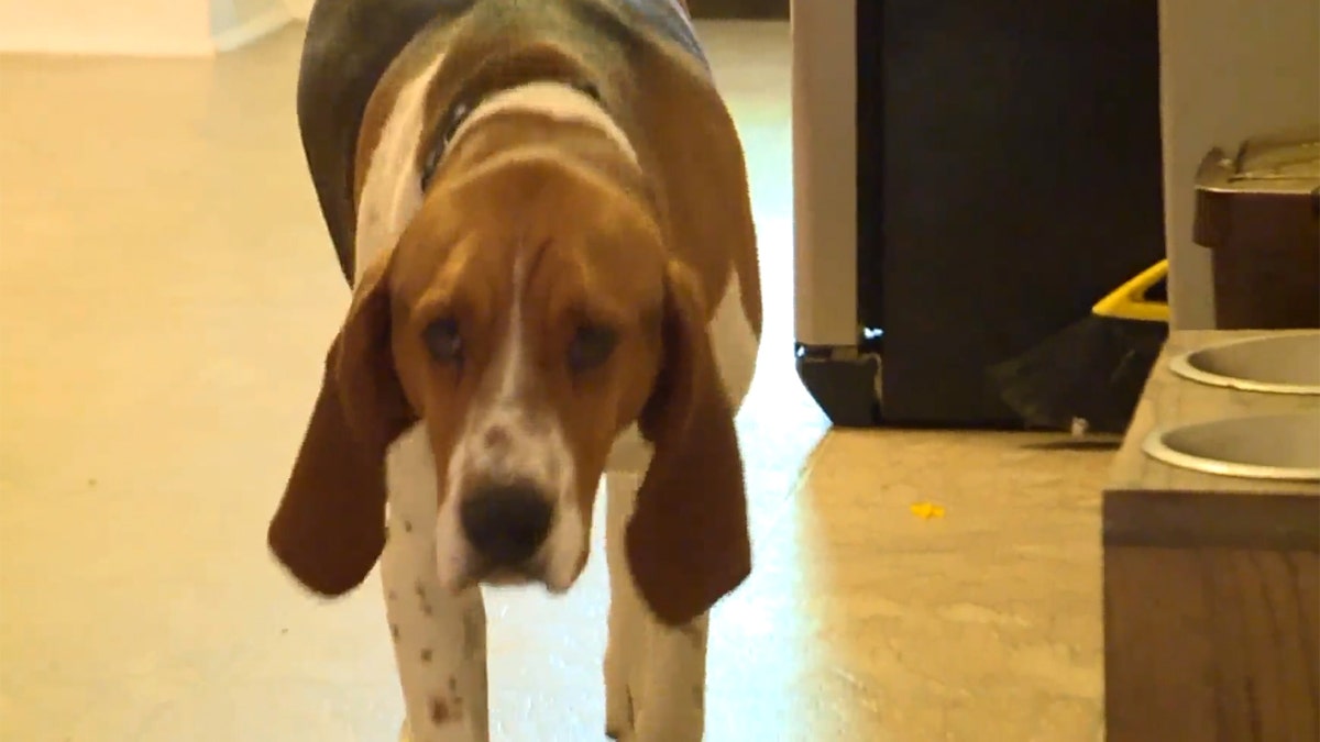 Edgar, a hound-mix, is credited to helping to scare off a man who admitted to breaking to a family's home looking for a child to abduct.