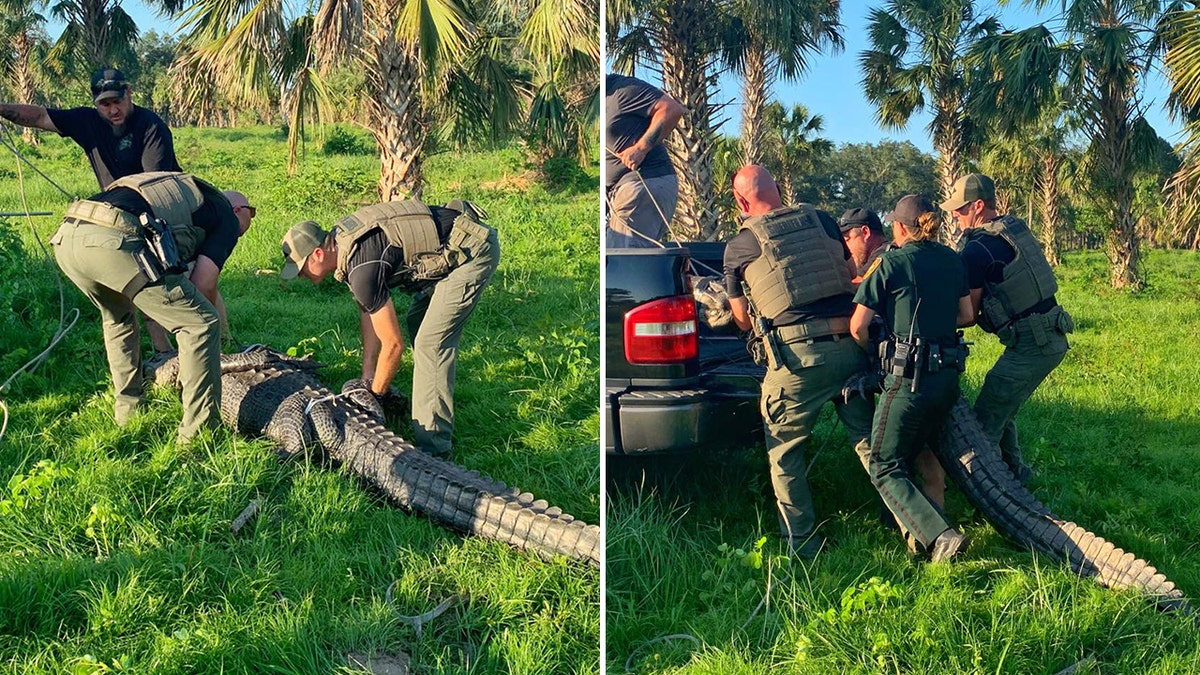 The FWC captured the gator and relocated it to a secluded area, police said.