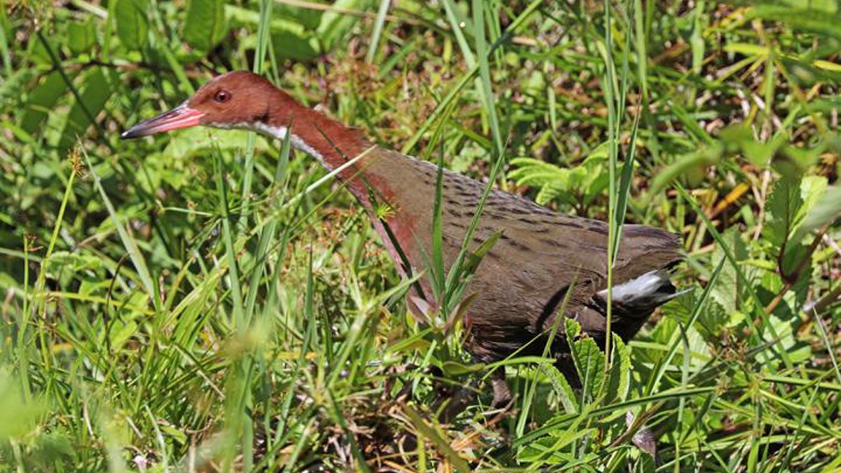 White-throated rail. (Credit: Charles J Sharp)