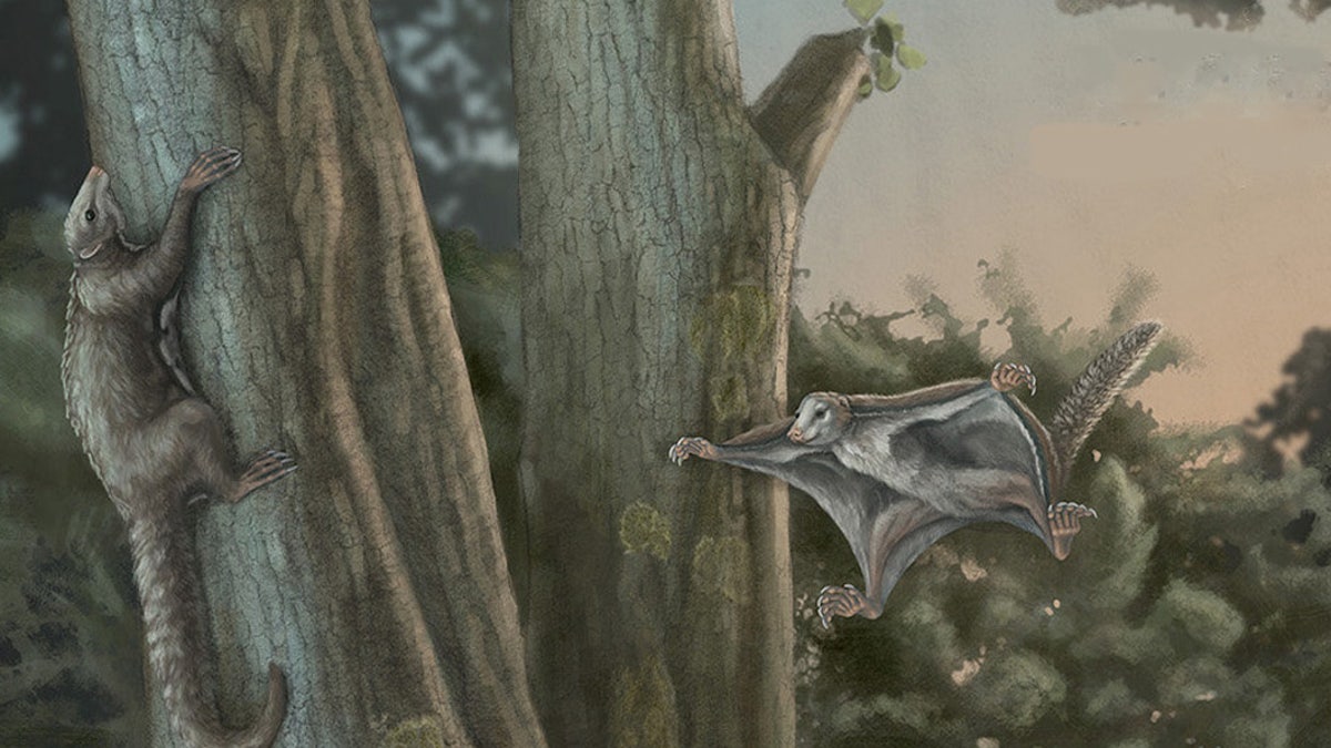 This is a Maiopatagium in Jurassic forest in crepuscular (dawn and dusk) light: A mother with a baby in suspending roosting posture, climbing on tree trunk, and in gliding. (Credit: SWNS)