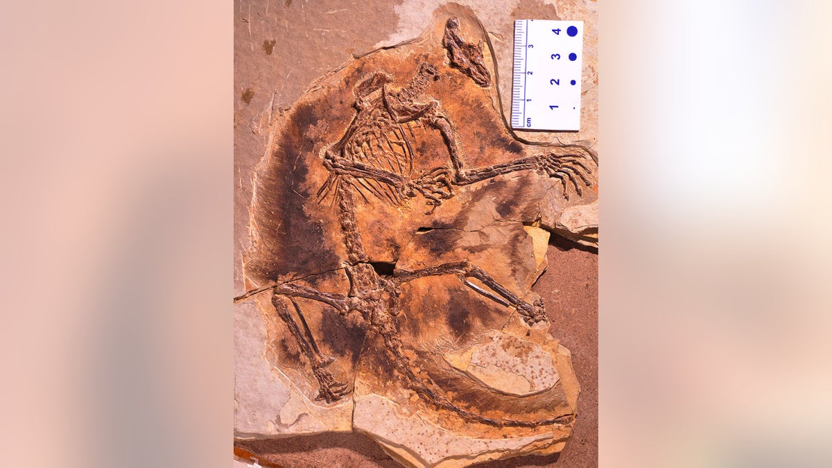 Two 160 million-year-old mammal fossils discovered in China show that the forerunners of mammals in the Jurassic Period evolved to glide and live in trees. With long limbs, long hand and foot fingers, and wing-like membranes for tree-to-tree gliding, Maiopatagium furculiferum and Vilevolodon diplomylos are the oldest known gliders in the history of early mammals. (Credit: SWNS)