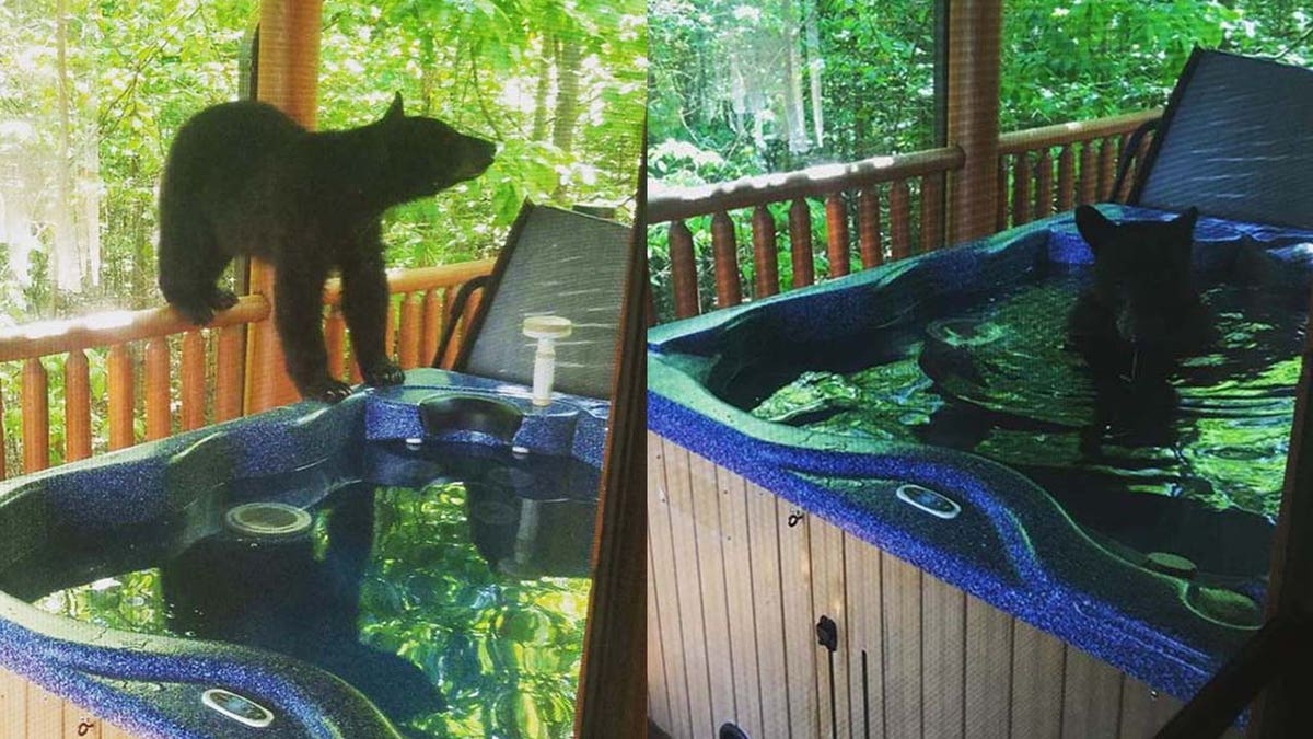 According to Strickland, one of the cubs hopped into the bubbling hot tub, and even closed its eyes in relaxation.