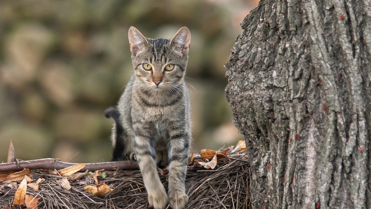 The indoor-only cat (not pictured) was released into the family's garden after they accidentally took him home. He has been missing since.
