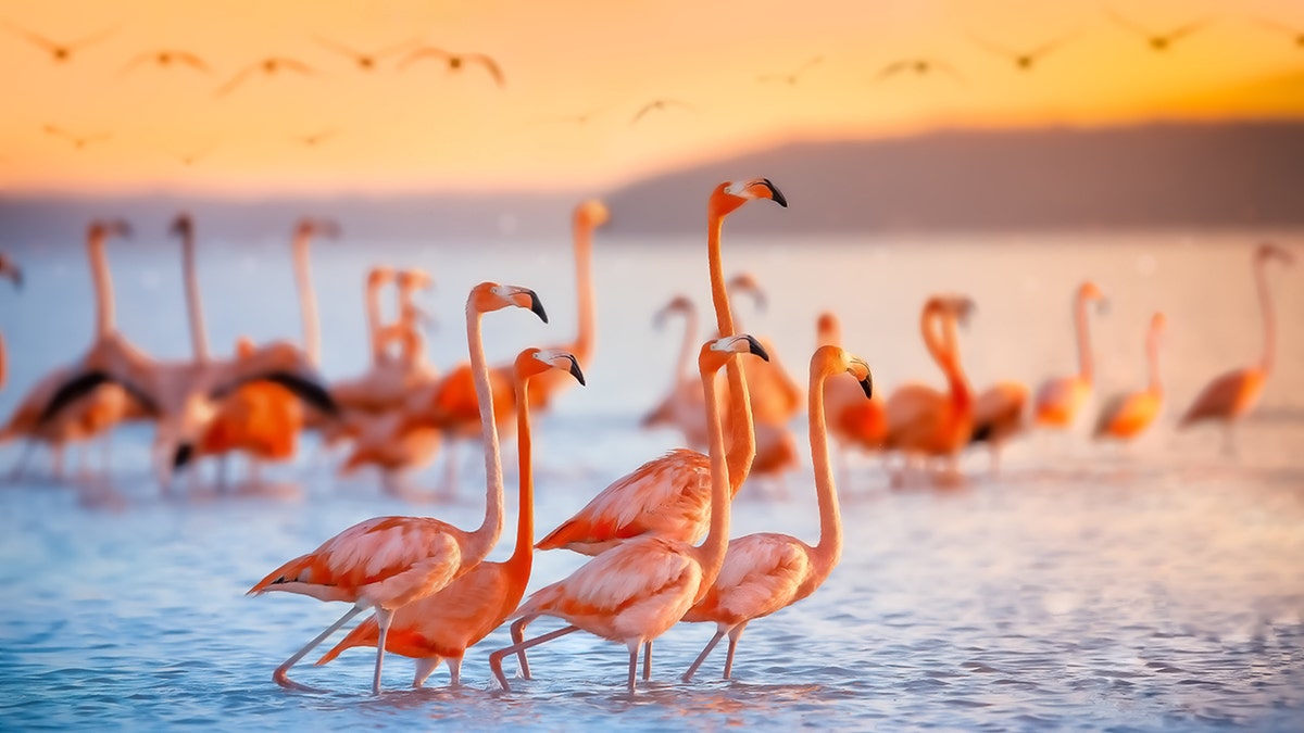 iStock-Flamingo