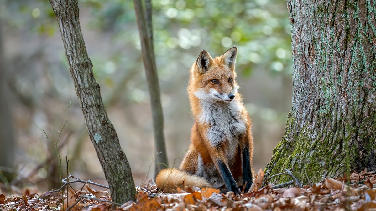 fox in woods