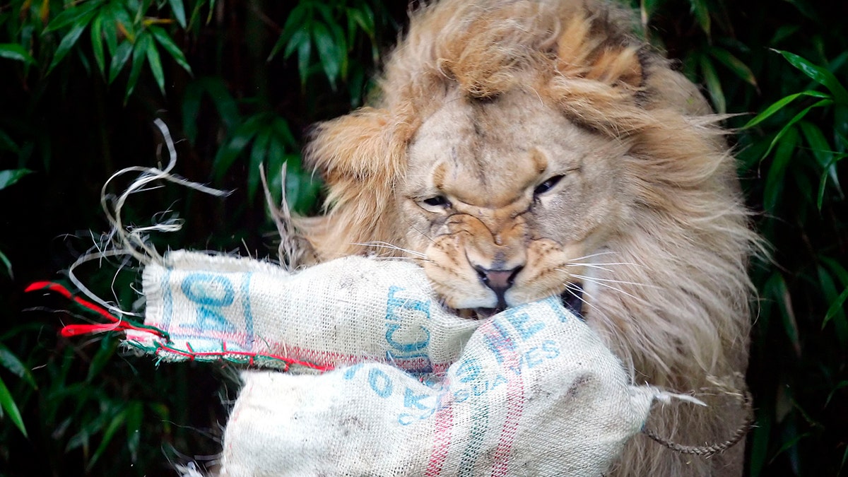 Zoo staff remembered Jahiri as a "charismatic" lion and "ambassador of his species." (AP File)