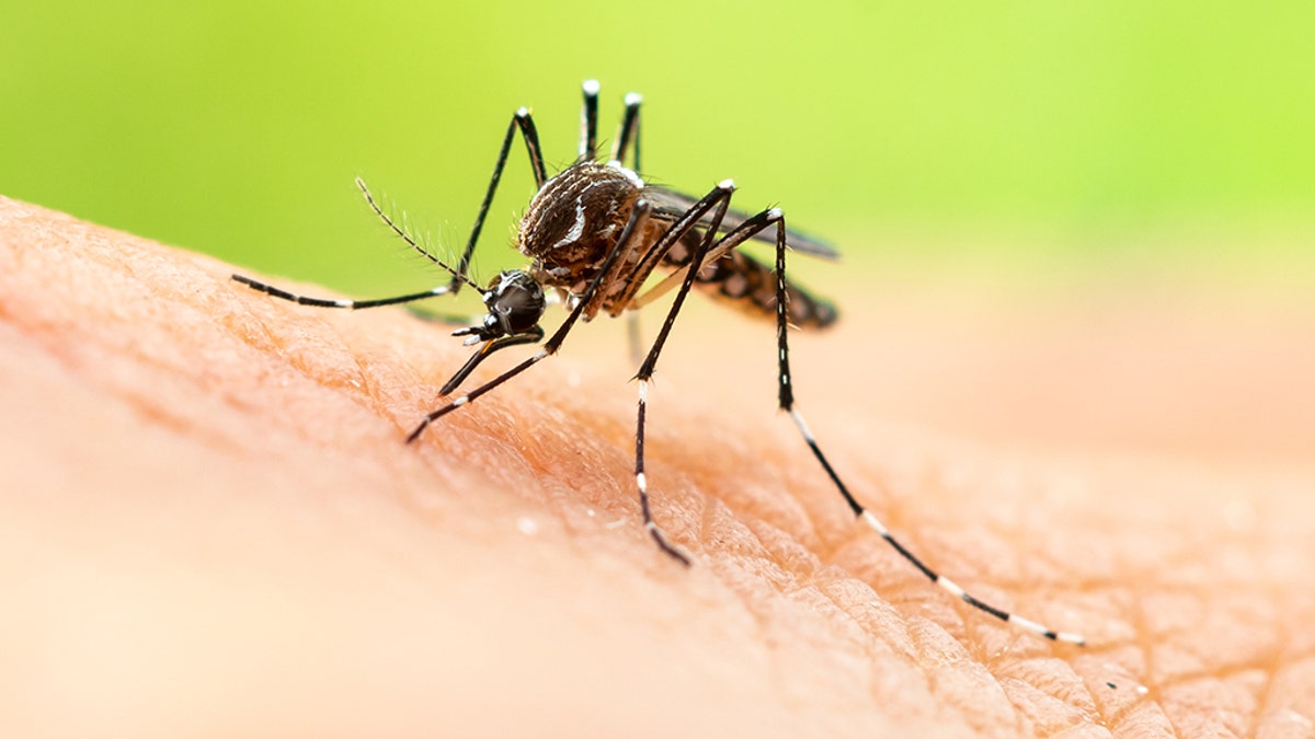 Mosquito on skin