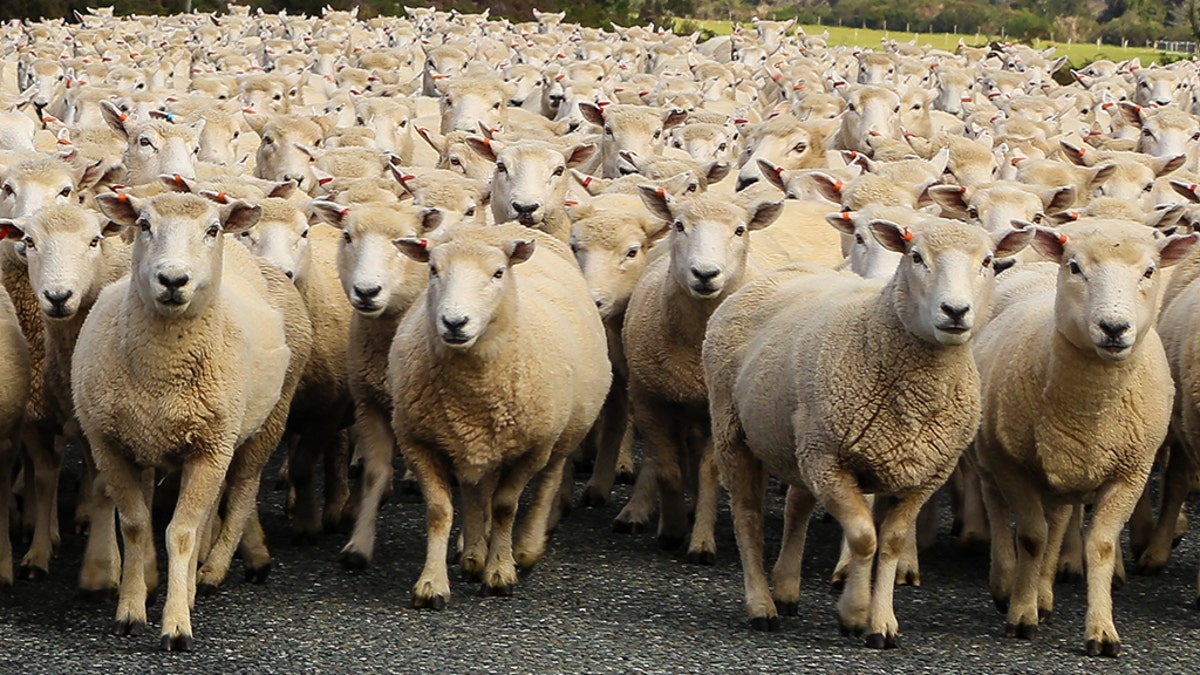 A farmer in France has enrolled 15 of his sheep to save classes at a primary school that were at risk of being cancelled.