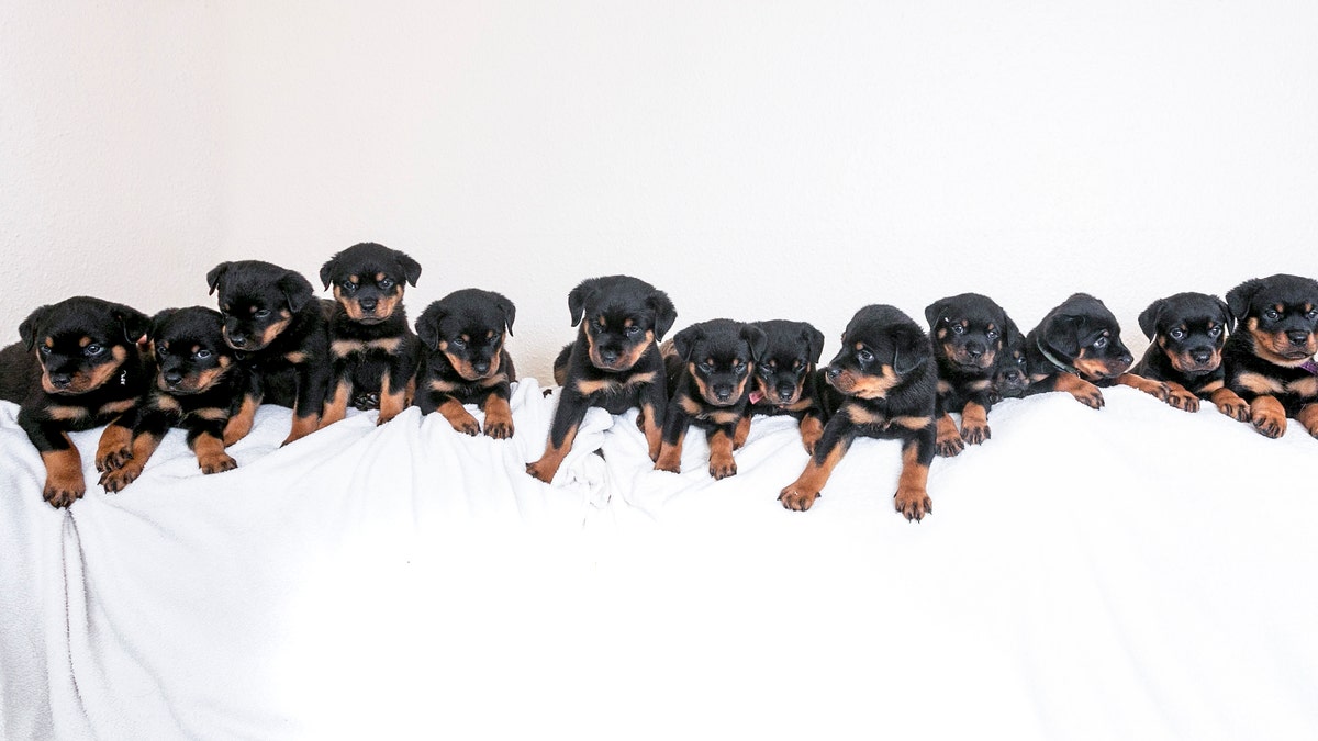 Pregnant rottweiler hot sale