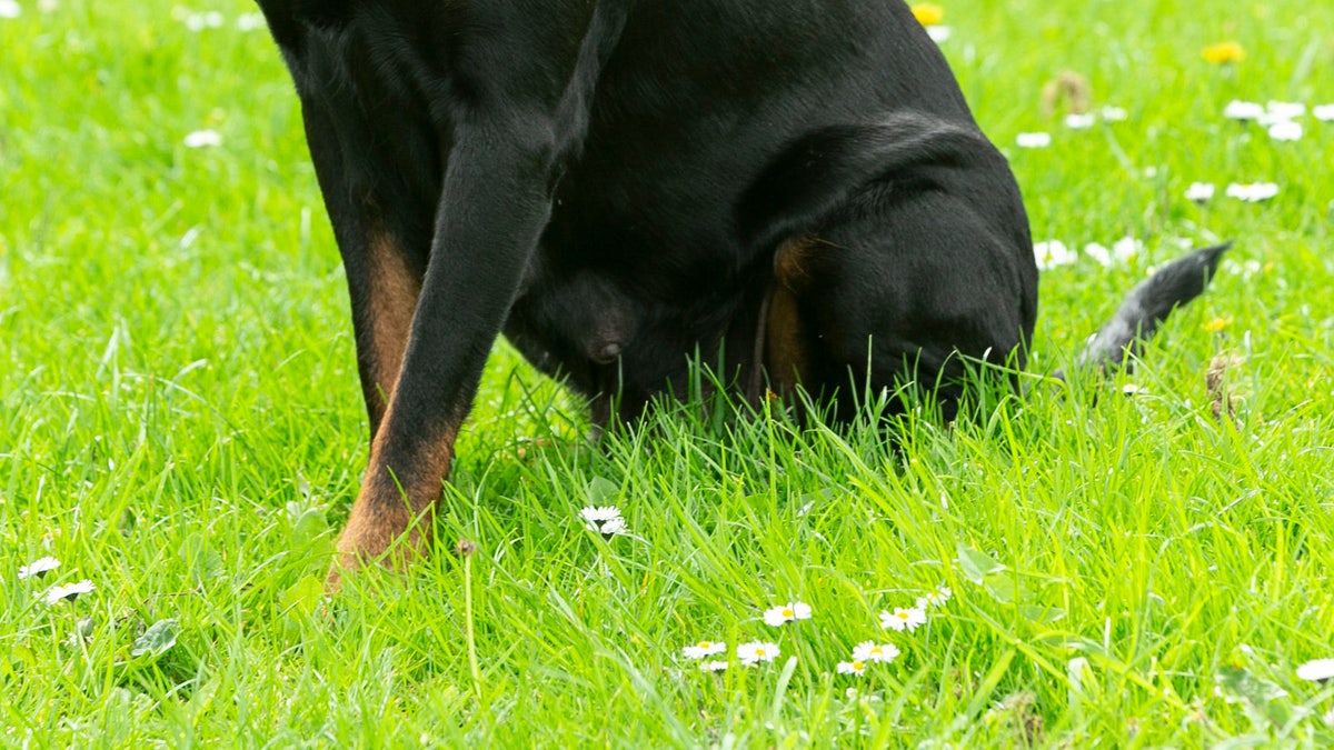 Largest rottweiler on store record