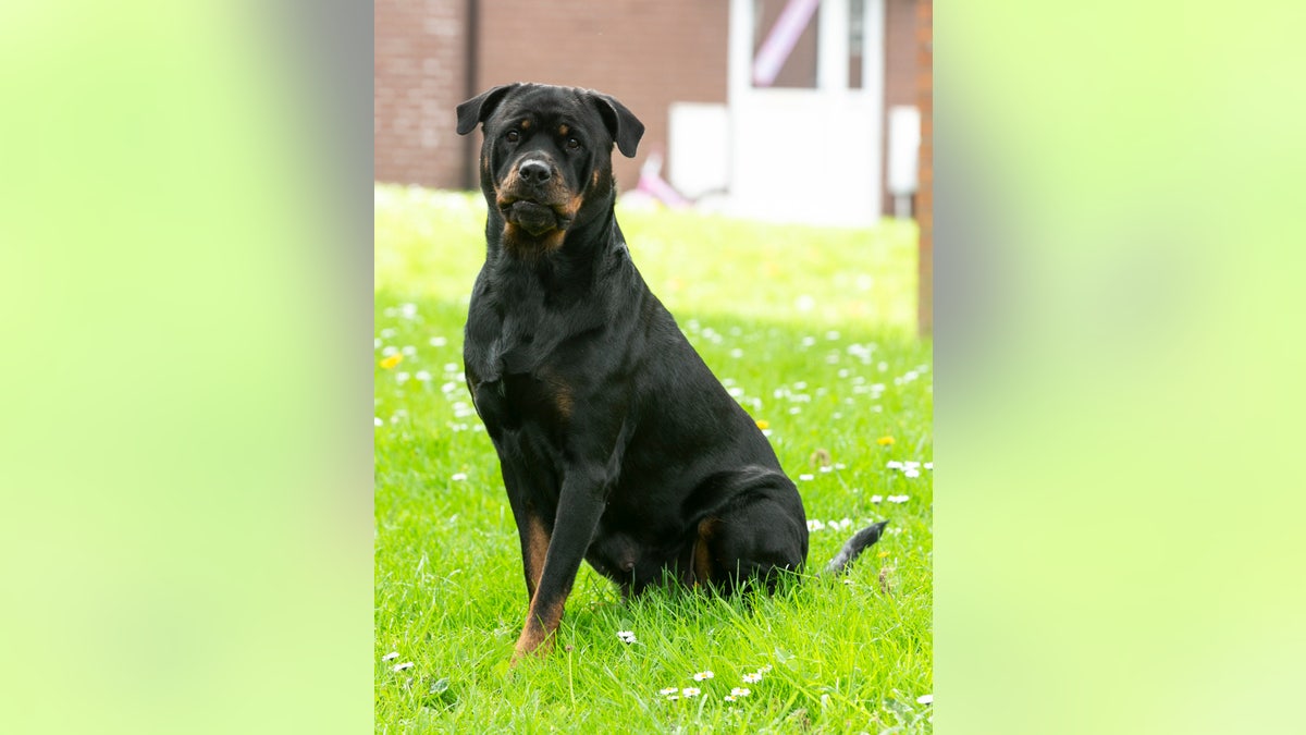The soldier was expecting his pregnant pet Rottweiler to have six puppies, but watched on in amazement as she gave birth to sixteen.