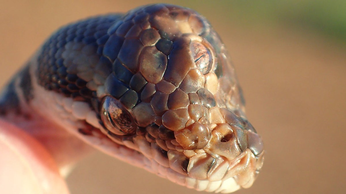 (Credit: Northern Territory Parks and Wildlife Service)