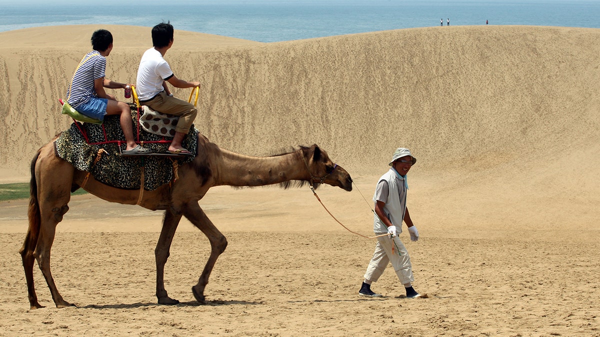 Tourists take a camel ride on Tottori sand dunes in Tottori, Japan.