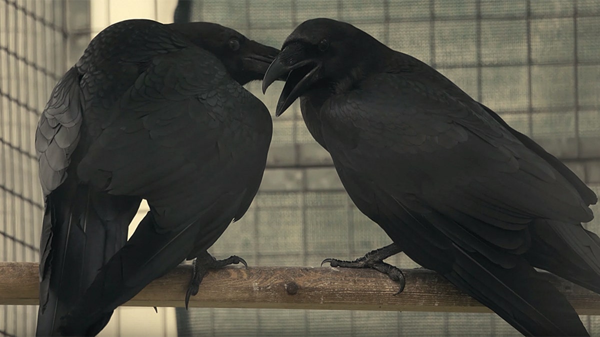 New parents, Huginn and Muninn, are the first pair in the Tower of London's raven breeding program.
