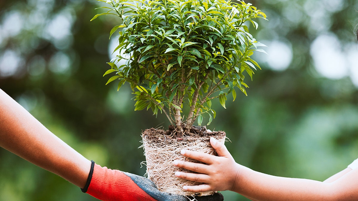 tree for planting