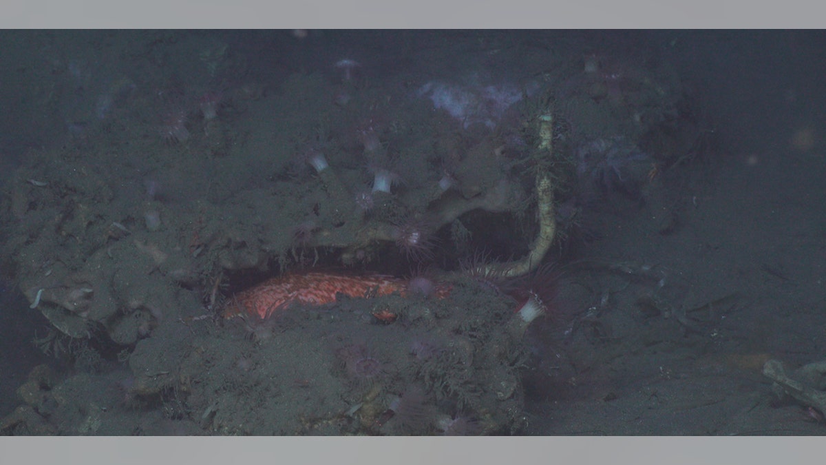 A tubeworm growing from under a carbonate outcrop surrounded by anemones and fish.