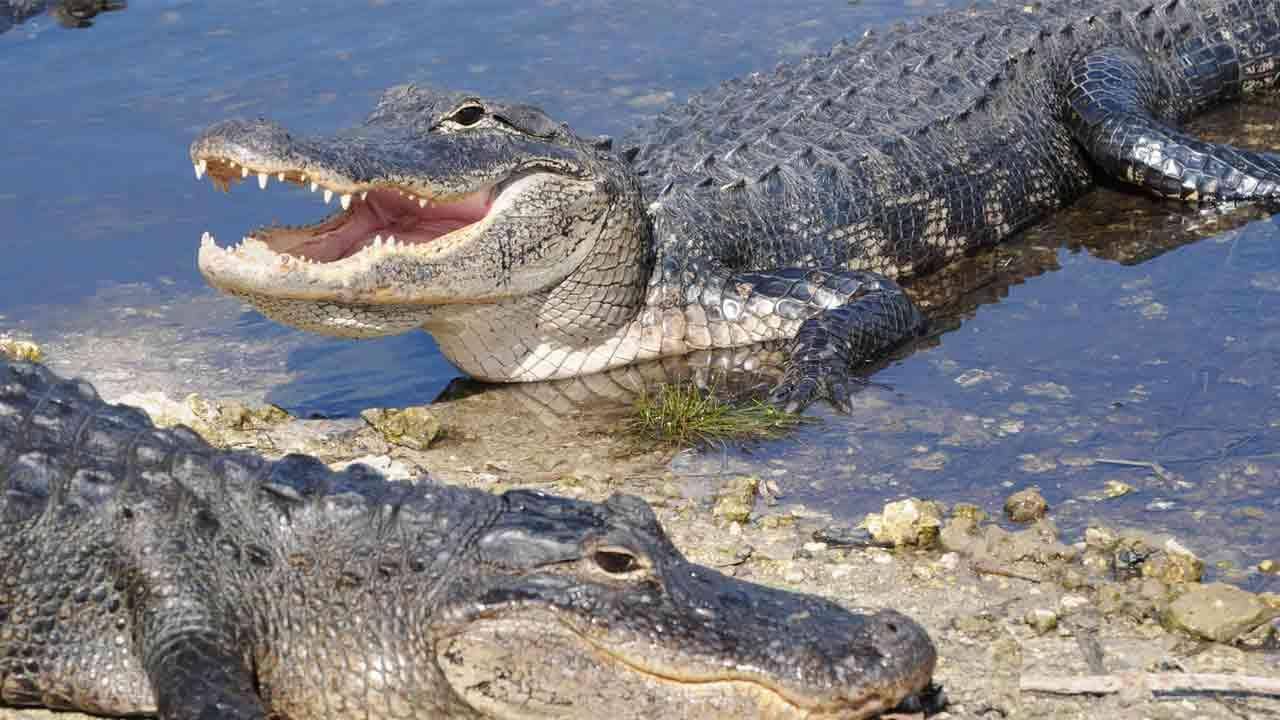 PEARLYGATES 動物 Crocodile アニマル 総柄 golf 人気 gator-screenshot.jpg?ve=1&tl=1