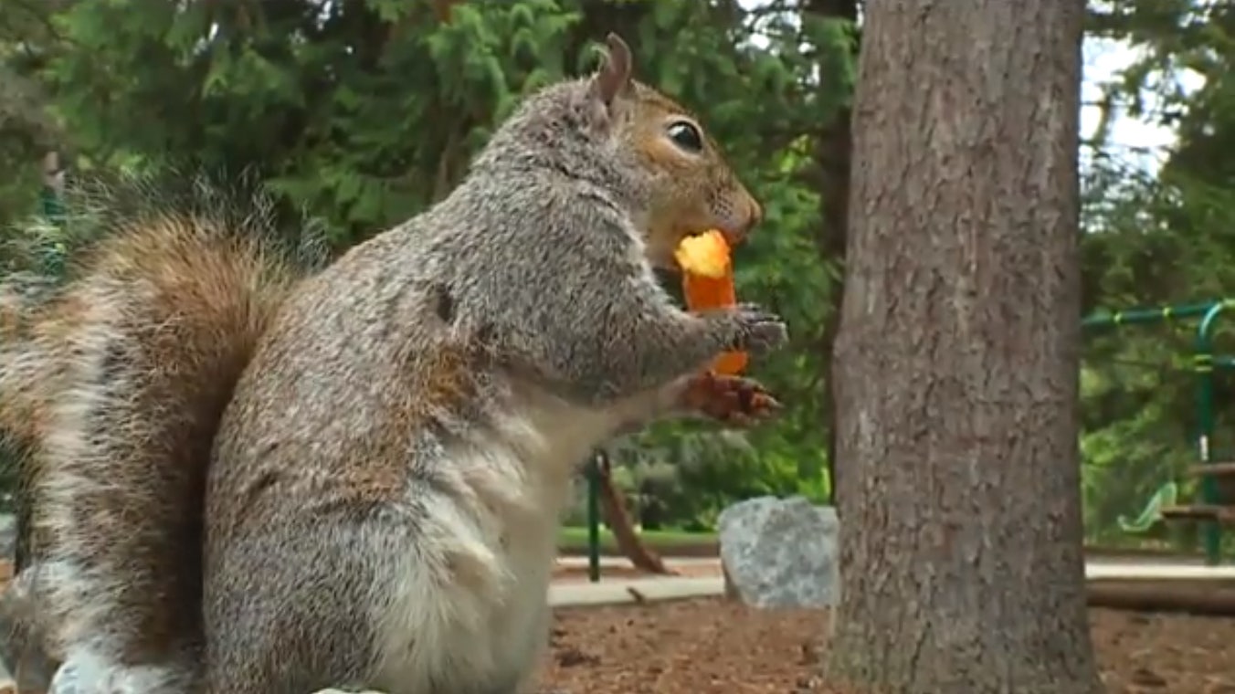 can squirrels eat carrots