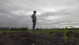 Illinois farmer Paul Jeschke looks out on his corn crop. The wet season has prevented him from planting 90 percent of his corn crop.