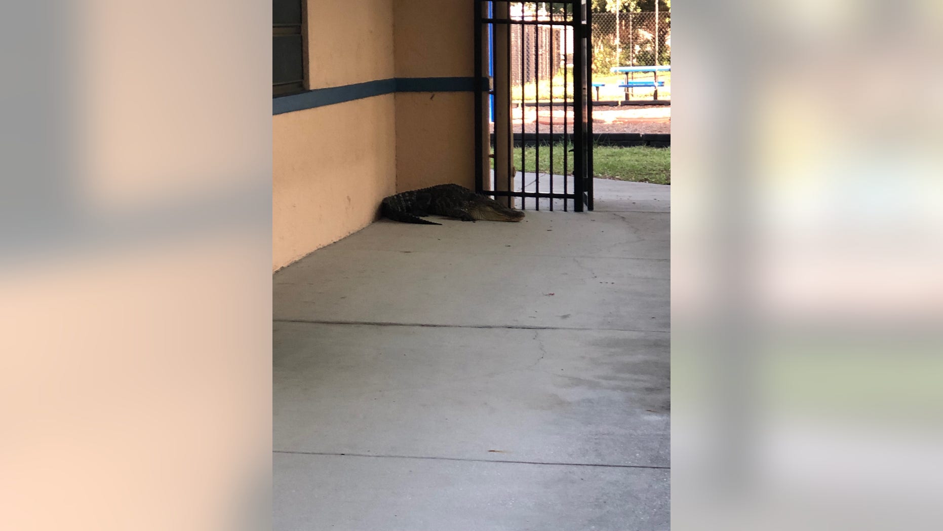 8-foot alligator visits Florida elementary school just before summer break