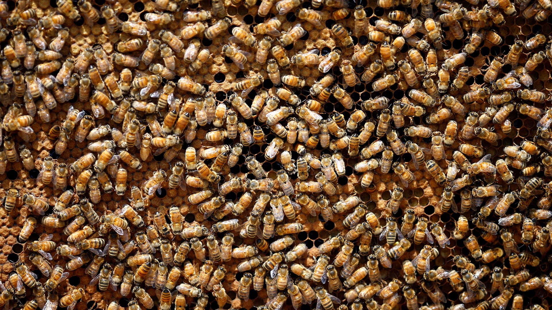 Honeybees are shown on a frame at beekeeper Denise Hunsaker's apiary in Salt Lake City, May 20, 2019.