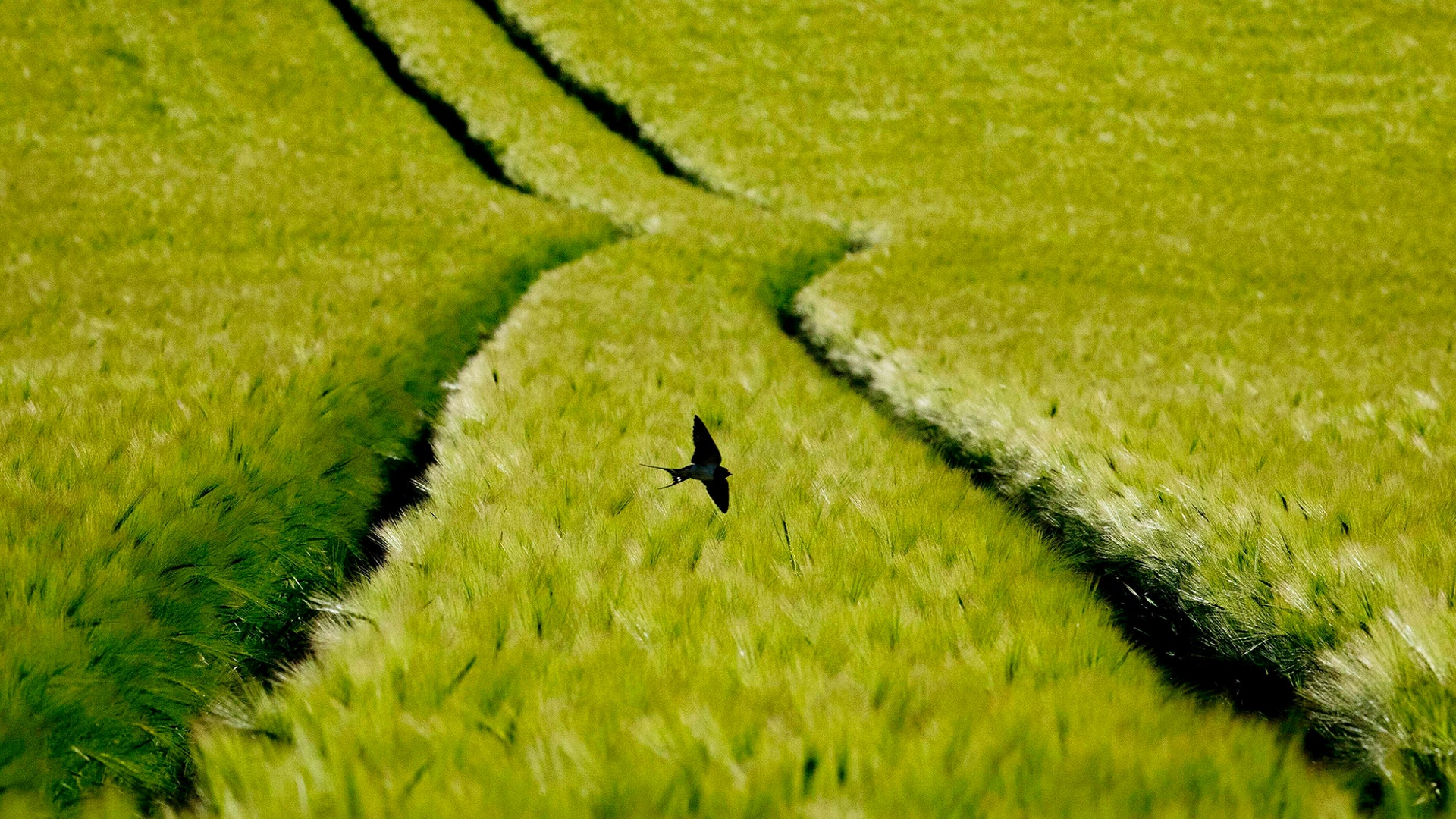A swallow flies over a field of wheat in the outskirts of Frankfurt, Germany, May 13, 2019. 