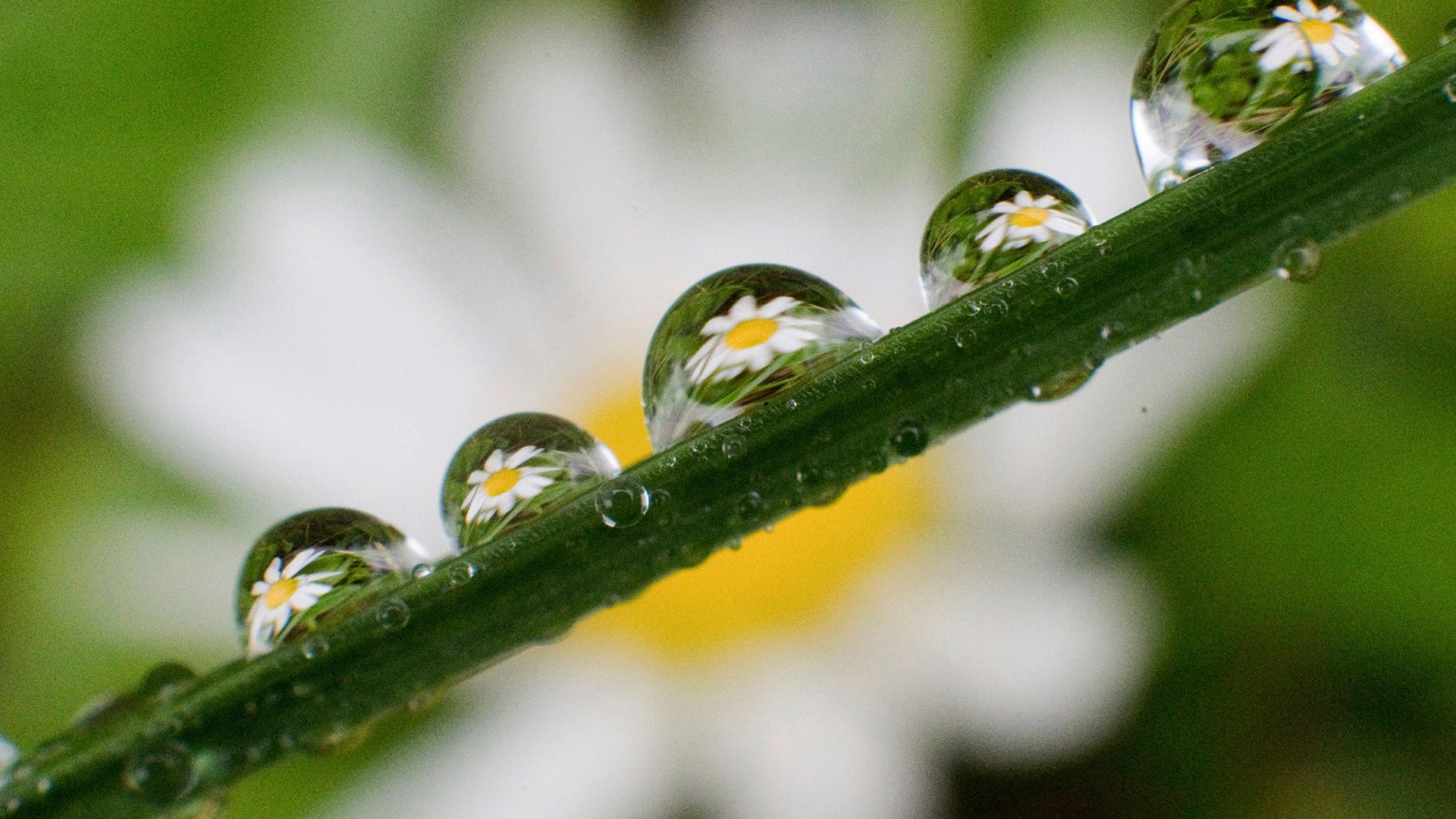 Daisies are seen in raindrops on a blade of grass in Laatzen, Germany, May 21, 2019.