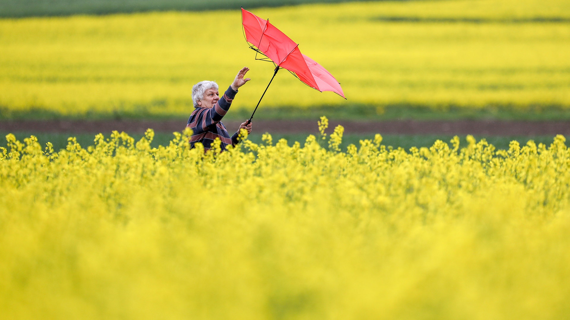 A woman struggles with her umbrella as she walks between rape fields in Altheim, Germany, May 9, 2019.