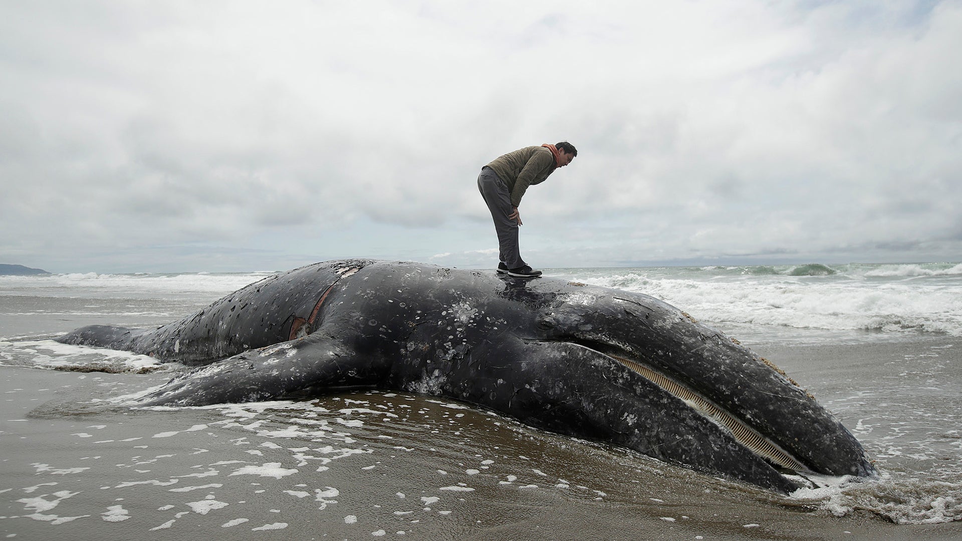 Duat Mai stands atop a dead whale at Ocean Beach in San Francisco, May 6, 2019. 