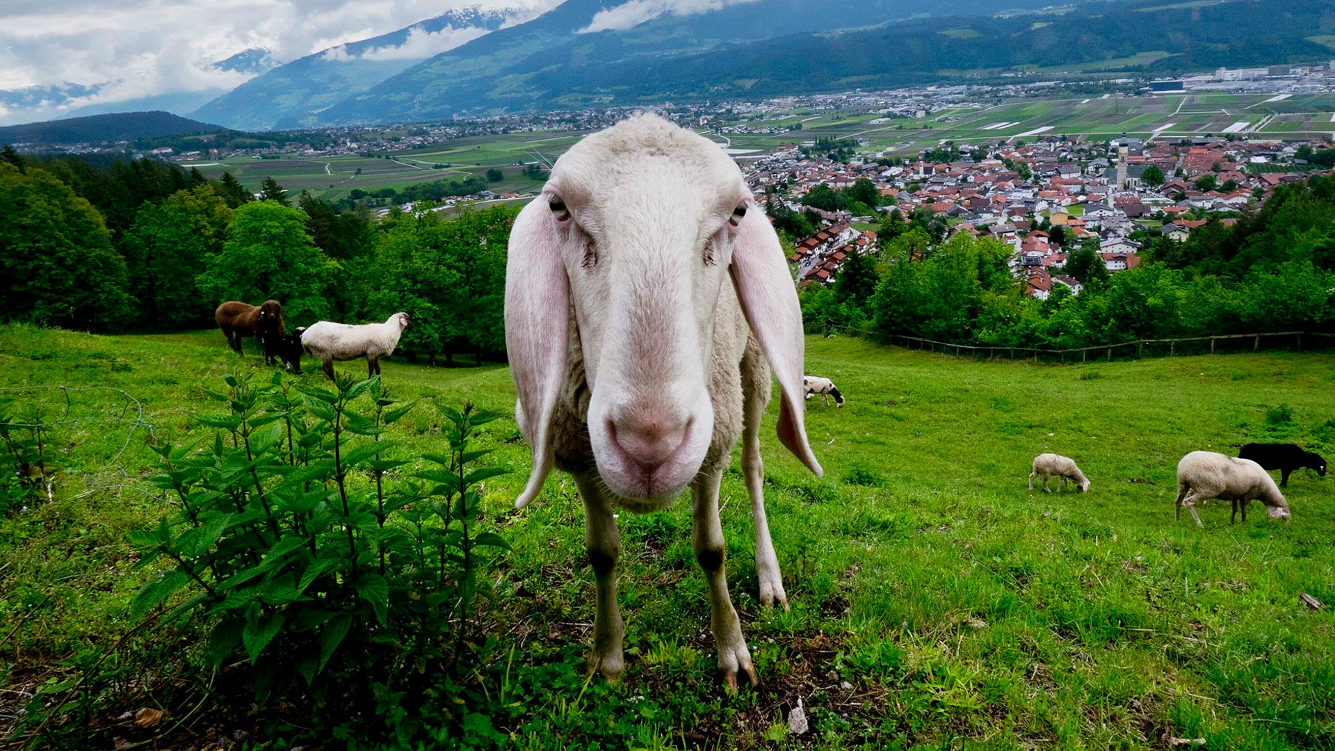 A sheep stands on a meadow over the river Inn Valley near Innsbruck, Austria, May 30, 2019.