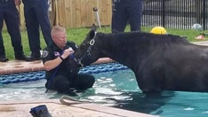 Horse rescued by sheriff's deputy from Florida pool dies, officials say