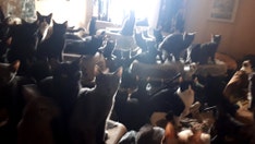 Hundreds of cats discovered inside Toronto apartment in 'perilous hoarding situation'