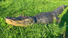 Mississippi alligator contained 6,000-year-old artifact in stomach