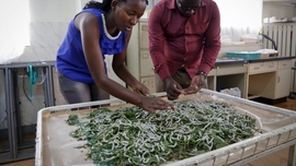 Some Kenyan farmers turn to silk production for cash