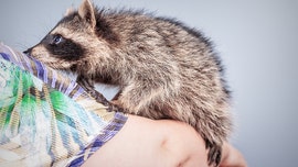 Pet raccoon euthanized after attacking 6-year-old Michigan girl, report says
