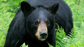 Man claims his guard dog is 'bribed' with deer bones by a garbage-loving bear