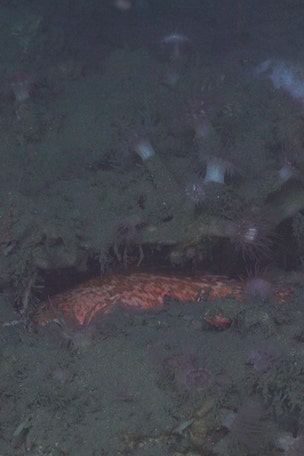 Bizarre deep-sea tubeworms found off coast