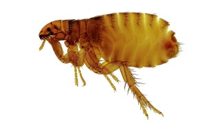 Long Beach sees 'significant increase' in flea-borne typhus cases