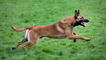 Five dogs that mauled Massachusetts teen to death to be euthanized: officials