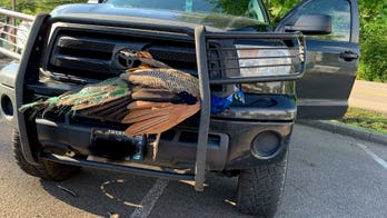 Peacock wriggles free after getting stuck in pickup truck's grille: video