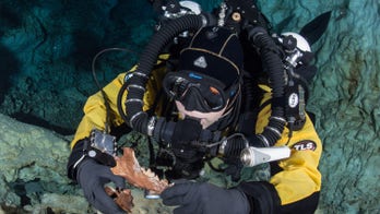 Ice Age bear and wolflike creature found in underwater Mexican cave