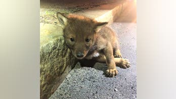 Massachusetts trooper responds to call of injured dog, finds coyote pup