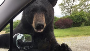 Woman fights off black bear who gets up close and personal in Rhode Island, officials say
