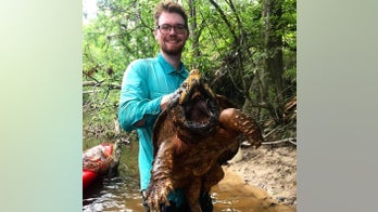 Mississippi man finds huge alligator snapping turtle, sets county record
