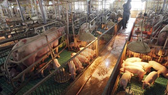 South Korea scrambles to curb African swine fever spread after North Korea reports outbreak in pig farms