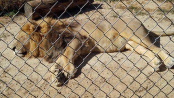 Family of woman mauled to death by lion push for tighter safety regulations