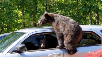 Family of bears overruns man's car in Tennessee