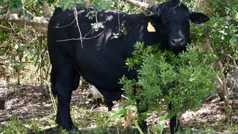 Large Brangus bull found wandering golf course in Florida